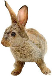 Veterinary services for your pet23